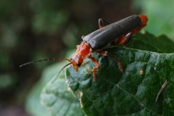 Insect (Cantharis) on a green leaf

