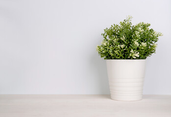 Mini plant succulent on wooden white desk, little plant and leaf in potted on table, copy space, nobody, tree in pot for decoration in home, texture background, spring and summer.