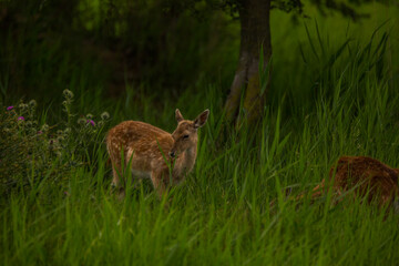Obraz na płótnie Canvas Fallow deer in Aiguamolls De L'Emporda Nature Reserve, Spain