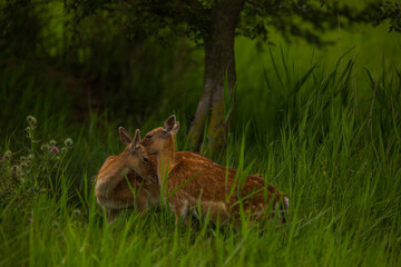 Fallow deer in Aiguamolls De L'Emporda Nature Reserve, Spain