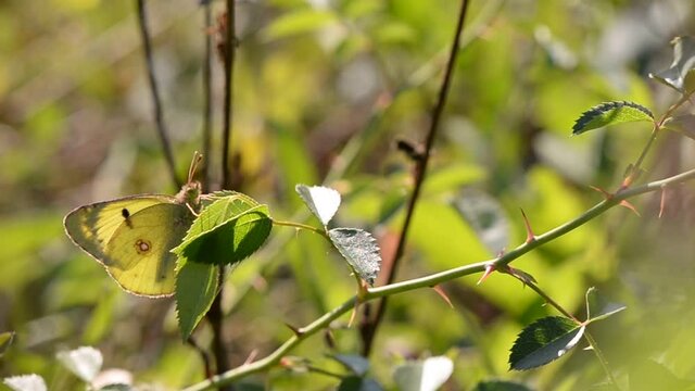Pyrisitia lisa sitting on the green grass in summer time. an yellow butterfly in the sunlight