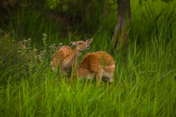 Fallow deer in Aiguamolls De L'Emporda Nature Reserve, Spain