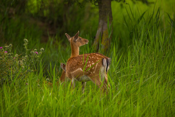 Fallow deer in Aiguamolls De L'Emporda Nature Reserve, Spain