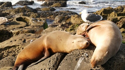 Sea lions on the rock in La Jolla. Wild eared seals resting near pacific ocean on stones. Funny lazy wildlife animal sleeping. Protected marine mammal in natural habitat, San Diego, California, USA