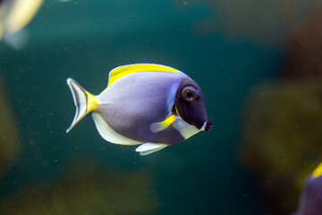 Bright tropical fish surgeon (acanthurus Powder blue tang) over a coral reef