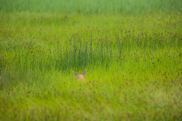 Fallow deer in Aiguamolls De L'Emporda Nature Reserve, Spain
