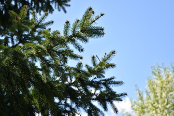 green branches ate against the sky