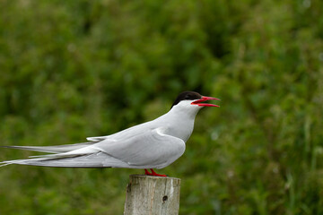 Obraz premium Arctic Tern, Sterna paradisaea , Farne Islands, England