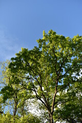 green tree branches against the sky