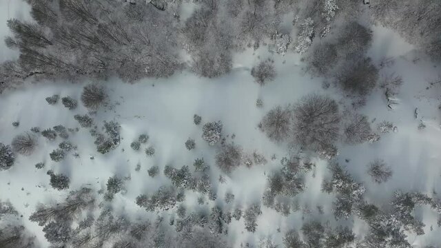 Vista de p&aacute;jaro de &aacute;rboles nevados