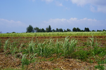 沖縄県波照間島のさとうきび畑