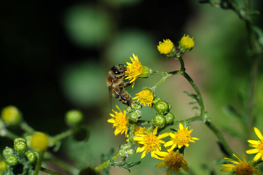 Nature photo with a selective focus shot of a lovely bee on  a yellow blossom and blurred background - Stockphoto
