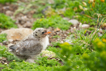 Arctic Tern, Sterna paradisaea , pollito joven sobre la vegetación.