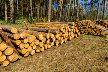 Stacked tree logs of pine wood in the forest. Forest felling. Timber storage