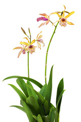 Fototapeta na wymiar Orchids (Cattleya Recchara Frances Fox) flowers isolated on a white background