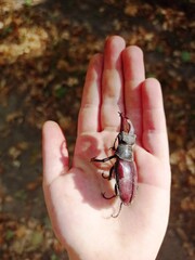 deer beetle on a child's palm