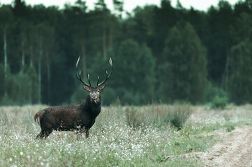 Morning in the forest with big horned male deer during mating season. (high ISO image)