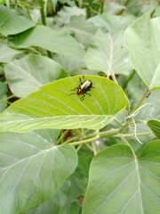 bug on a leaf