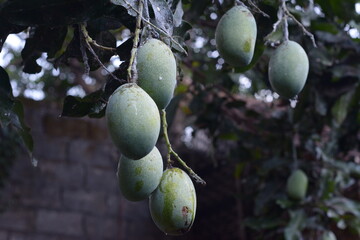 A bunch of mangoes on a tree waiting to ripen on a blurry background