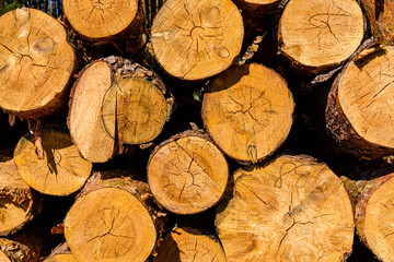 Background of the many tree logs. Wooden pattern