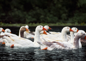 White geese in a river.