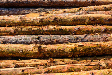 Background of the many tree logs. Wooden pattern
