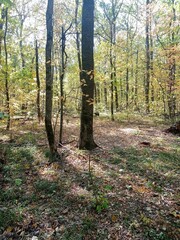 autumn in the forest