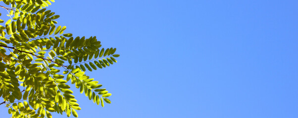 A green tree branch against a blue sky. Autumn. Clear blue sky. Background. Texture. Copy space for text. Banner. The branch is located on the left