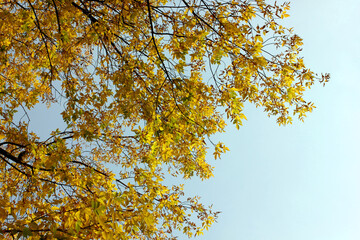 Yellow leaves against the blue sky. Autumn. Trees with lags of yellow leaves on branches. Clear blue sky. Background. Texture. Autumn card. Copy space for text
