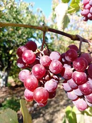 red grapes on vine