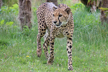 cheetah in a zoo in france