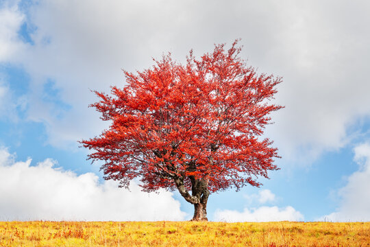 Majestic tree with orange leaves at autumn mountain valley. Dramatic colorful scene. Carpathian mountains, Ukraine. Landscape photography