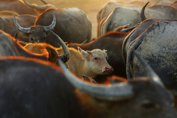 Portrait of silhouette thai buffalo herd on dry dust muddy fields in ิbeautiful golden evening light