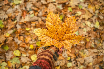 female hand in a mitten holds a maple leaf against a background of fallen leaves