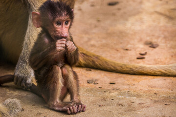 Mantle baboon in the zoo