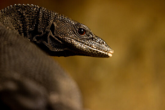 beccari&acute;s monitor portrait in nature