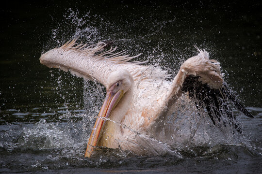 white pelican in action in nature