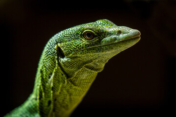 emerald monitor lizard portrait with black background