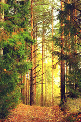 golden autumn forest landscape, mixed forest view, taiga, nature in october
