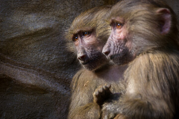 Mantle baboon in the zoo