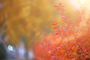 multicolored leaves branches background, abstract blurred wallpaper view