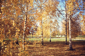golden autumn forest landscape, mixed forest view, taiga, nature in october