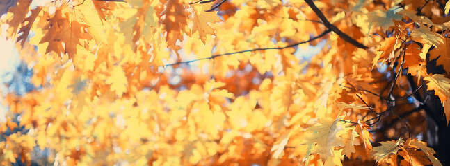 multicolored leaves branches background, abstract blurred wallpaper view