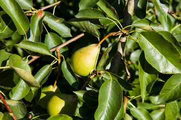 Ripe pear fruit on a tree in the garden. Autumn pear harvest