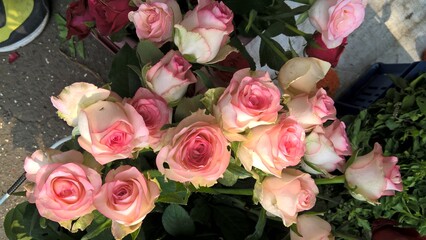 scenic view of whitish pink rose flower