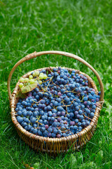 Fototapeta na wymiar home grown grapes in a basket