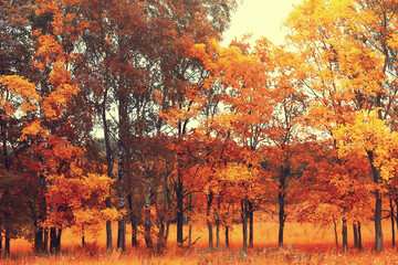 Fototapeta na wymiar golden autumn forest landscape, mixed forest view, taiga, nature in october