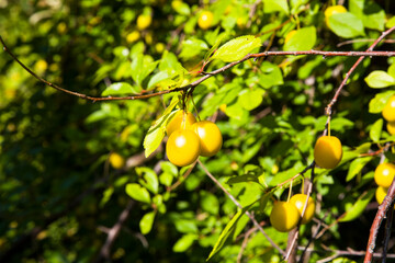 Ripe wild yellow plum on a tree in the garden. Plum harvest autumn