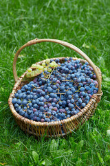 Fototapeta na wymiar home grown grapes in a basket