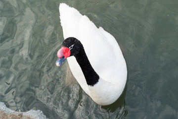 A white Swan with a black neck floats in the water. It's cold outside and you can see a small edge...